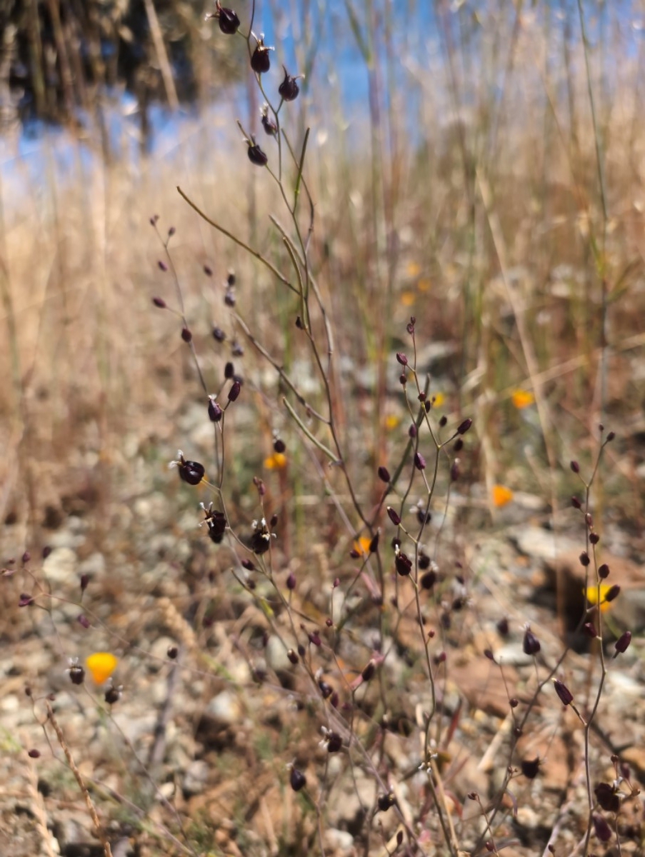 Streptanthus glandulosus ssp. niger