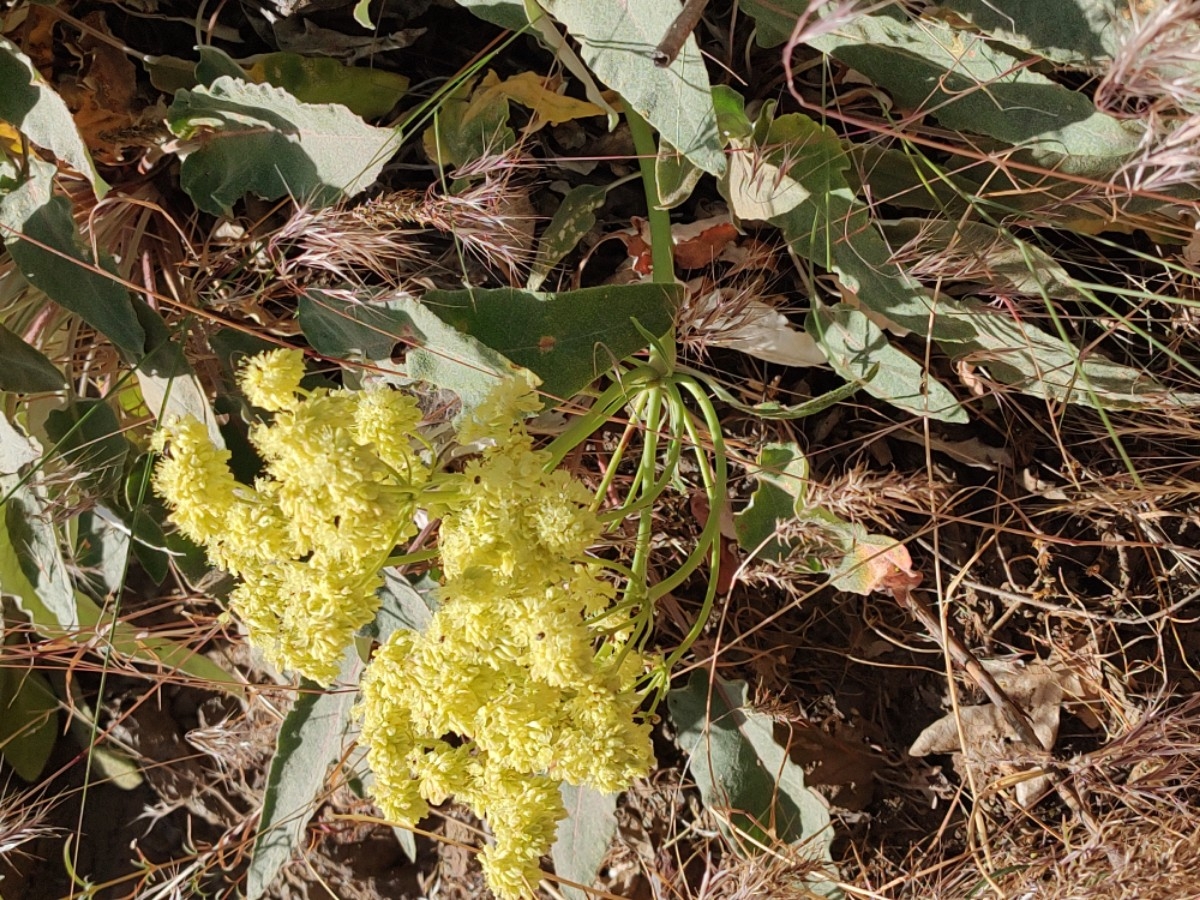 Eriogonum umbellatum var. dumosum