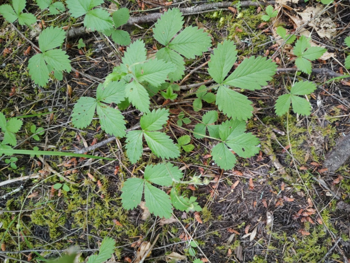 Fragaria virginiana