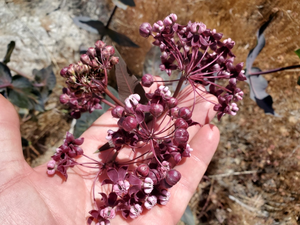 Asclepias cordifolia