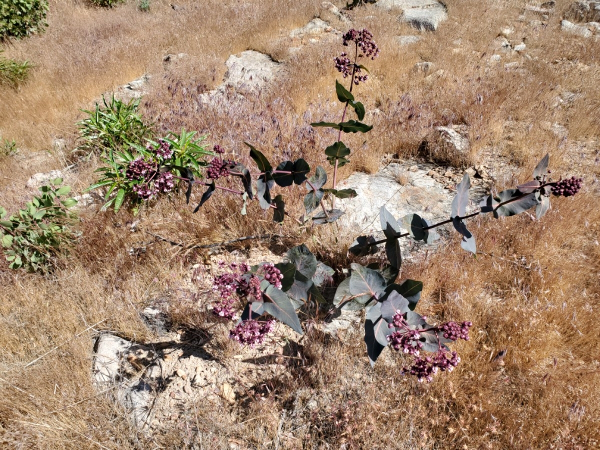 Asclepias cordifolia