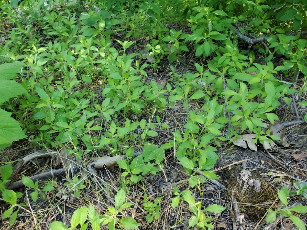 Collomia rawsoniana