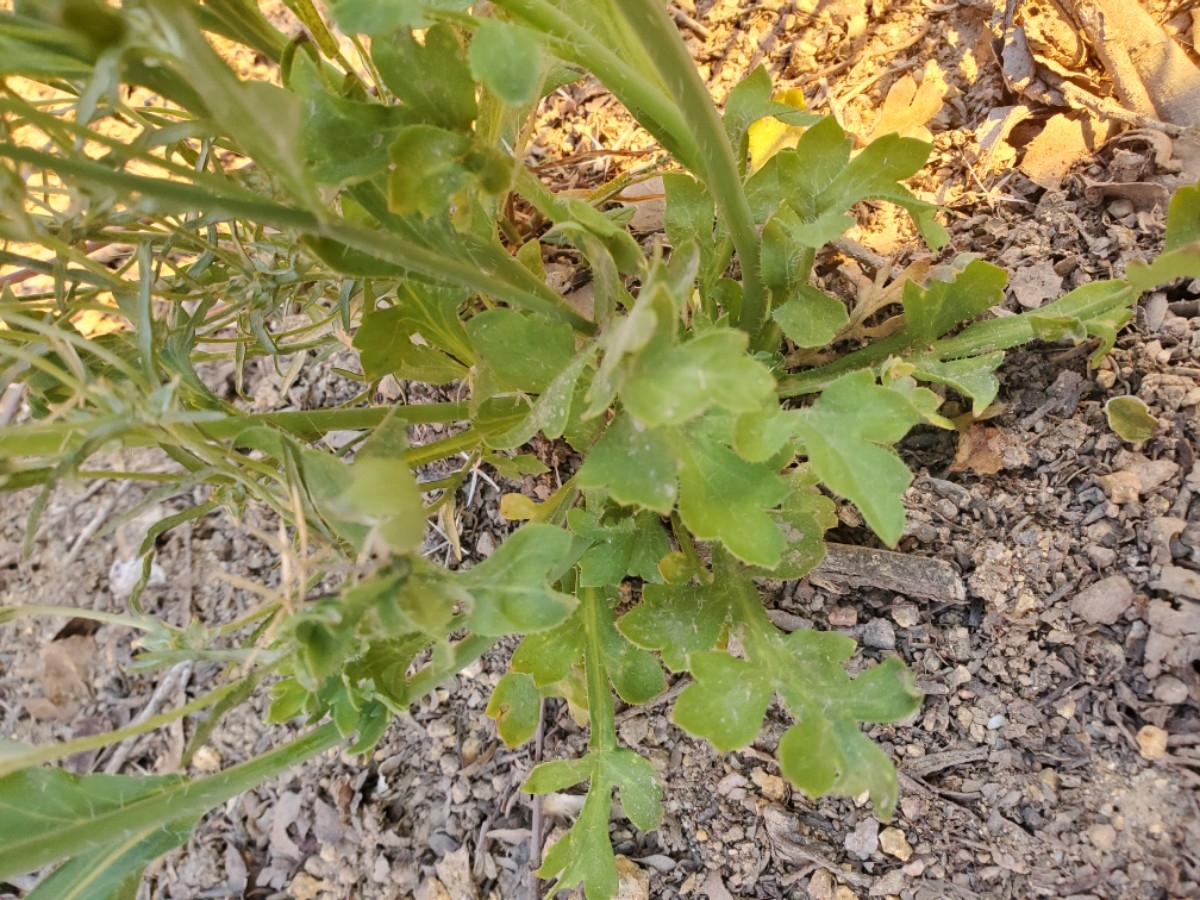 Papaver californicum