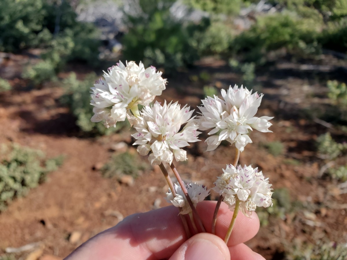 Allium amplectens