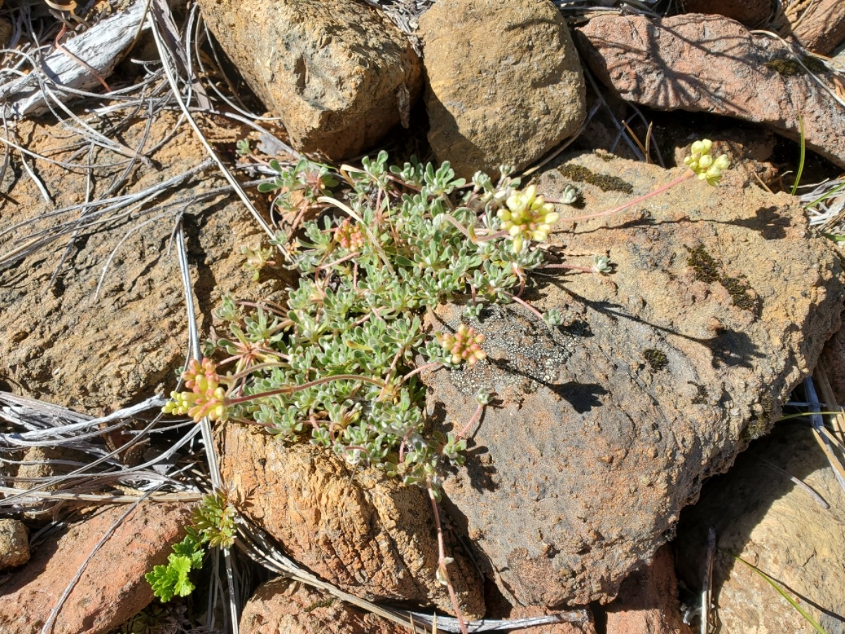 Eriogonum kelloggii