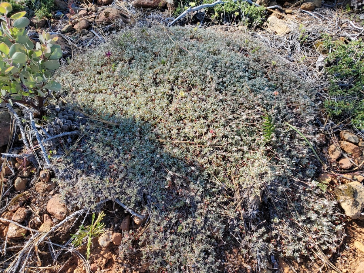 Eriogonum kelloggii