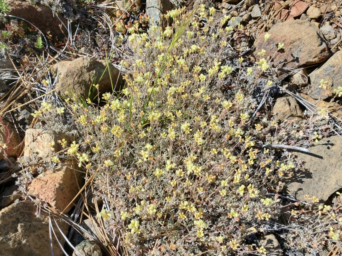 Eriogonum kelloggii