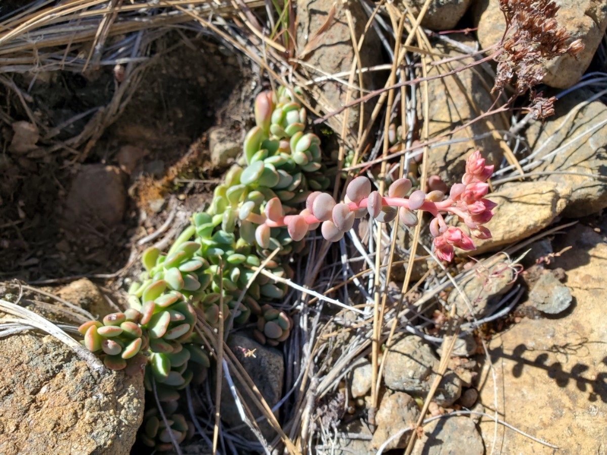 Sedum eastwoodiae