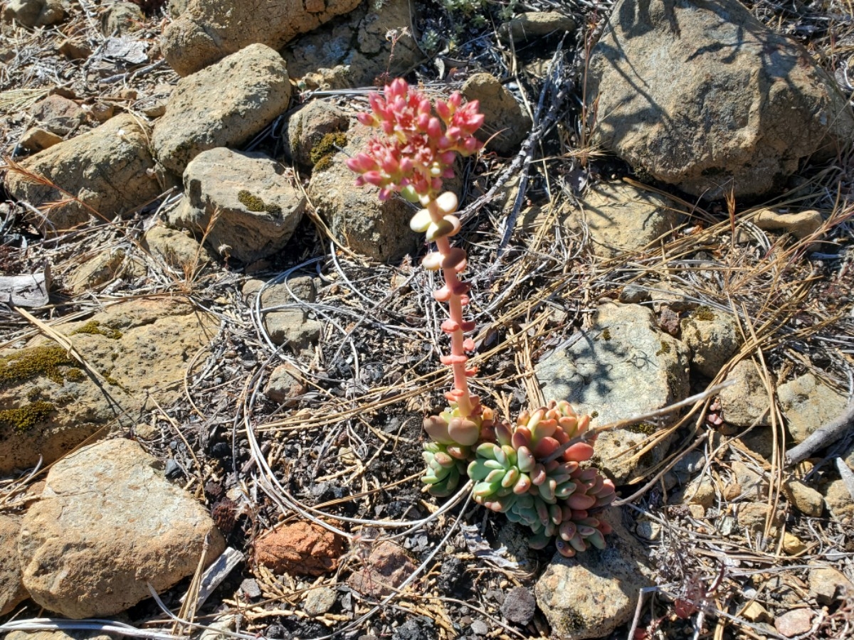 Sedum eastwoodiae