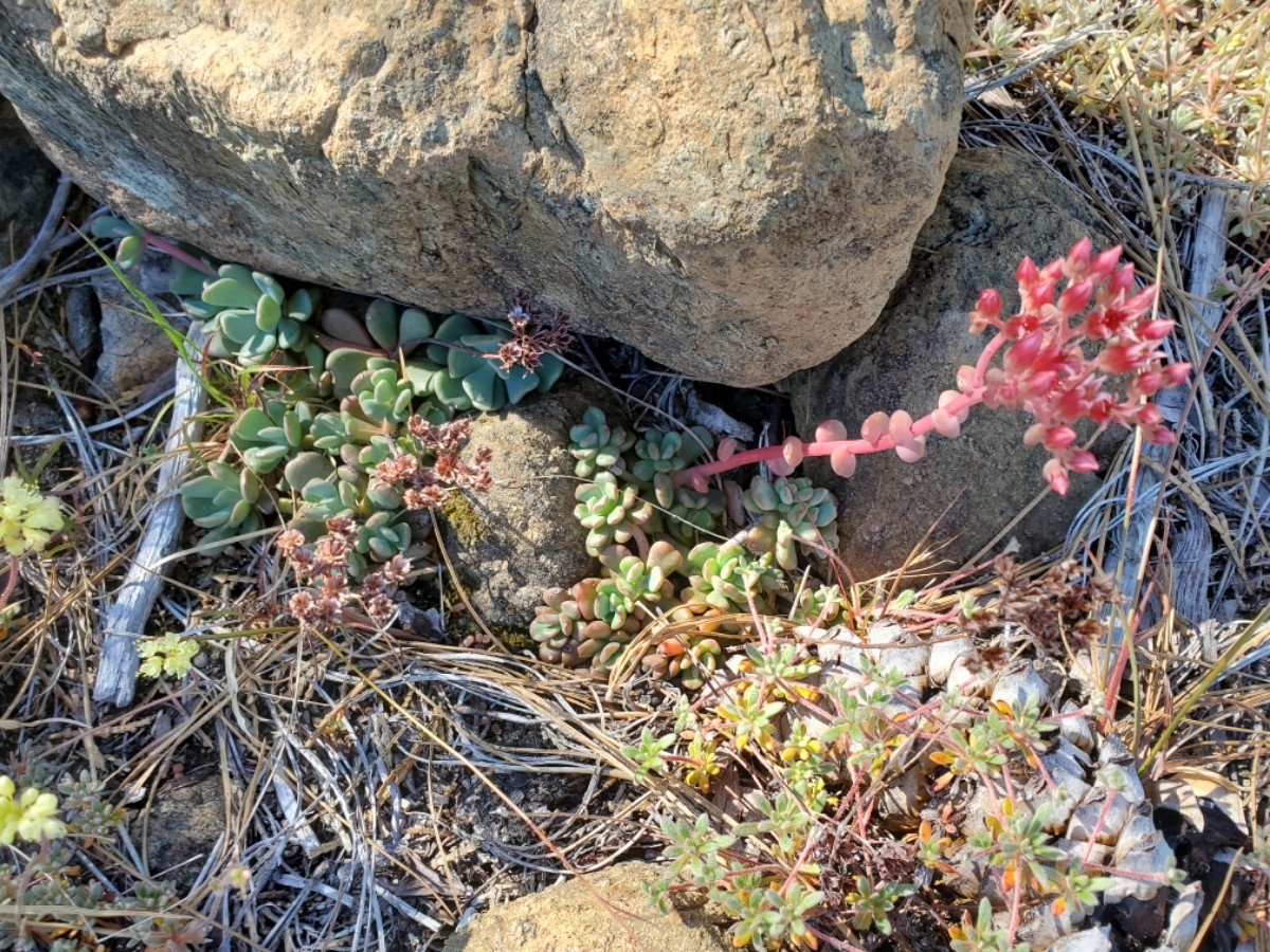 Sedum eastwoodiae