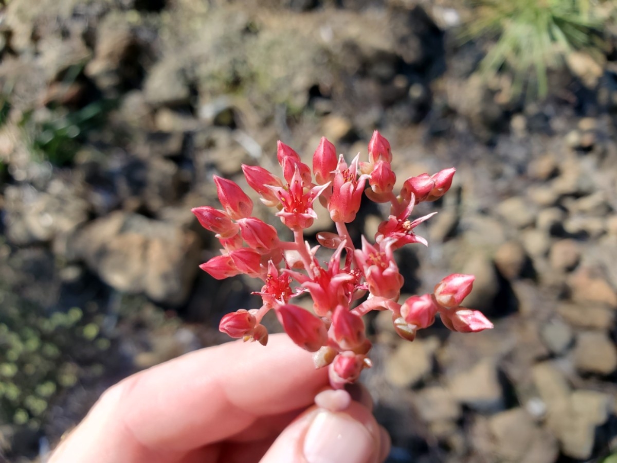 Sedum eastwoodiae