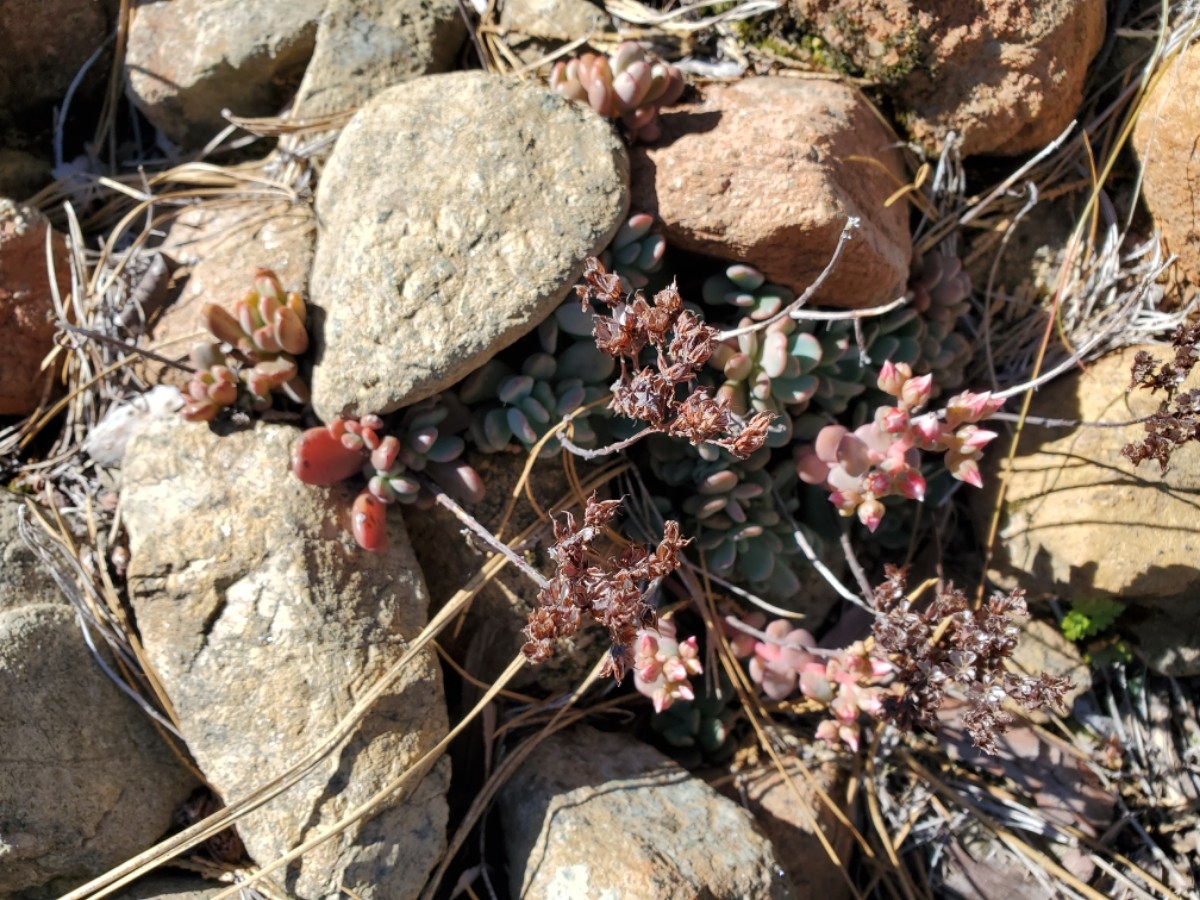 Sedum eastwoodiae