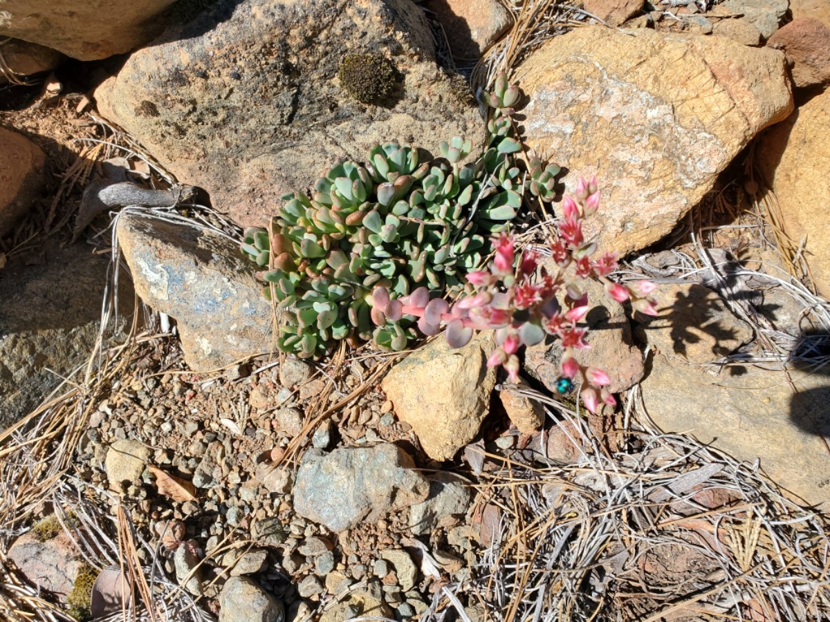 Sedum eastwoodiae