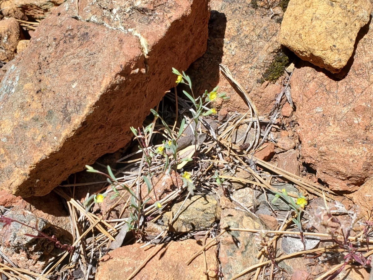 Hesperolinon clevelandii