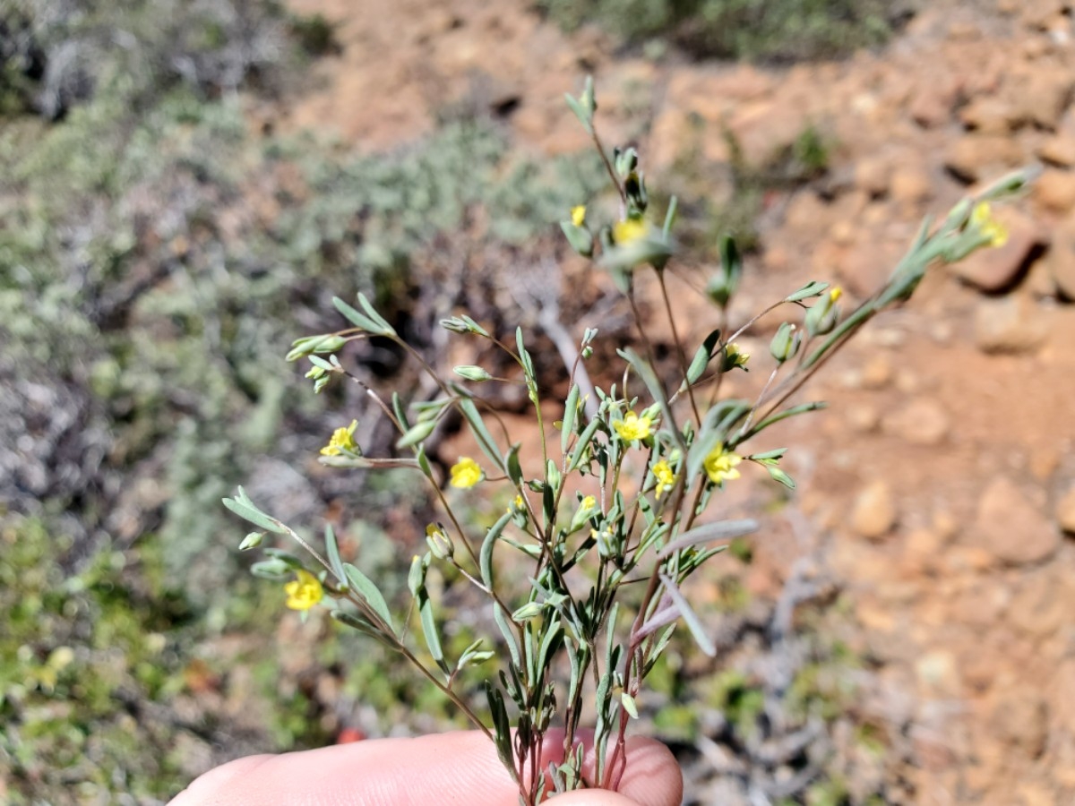 Hesperolinon clevelandii