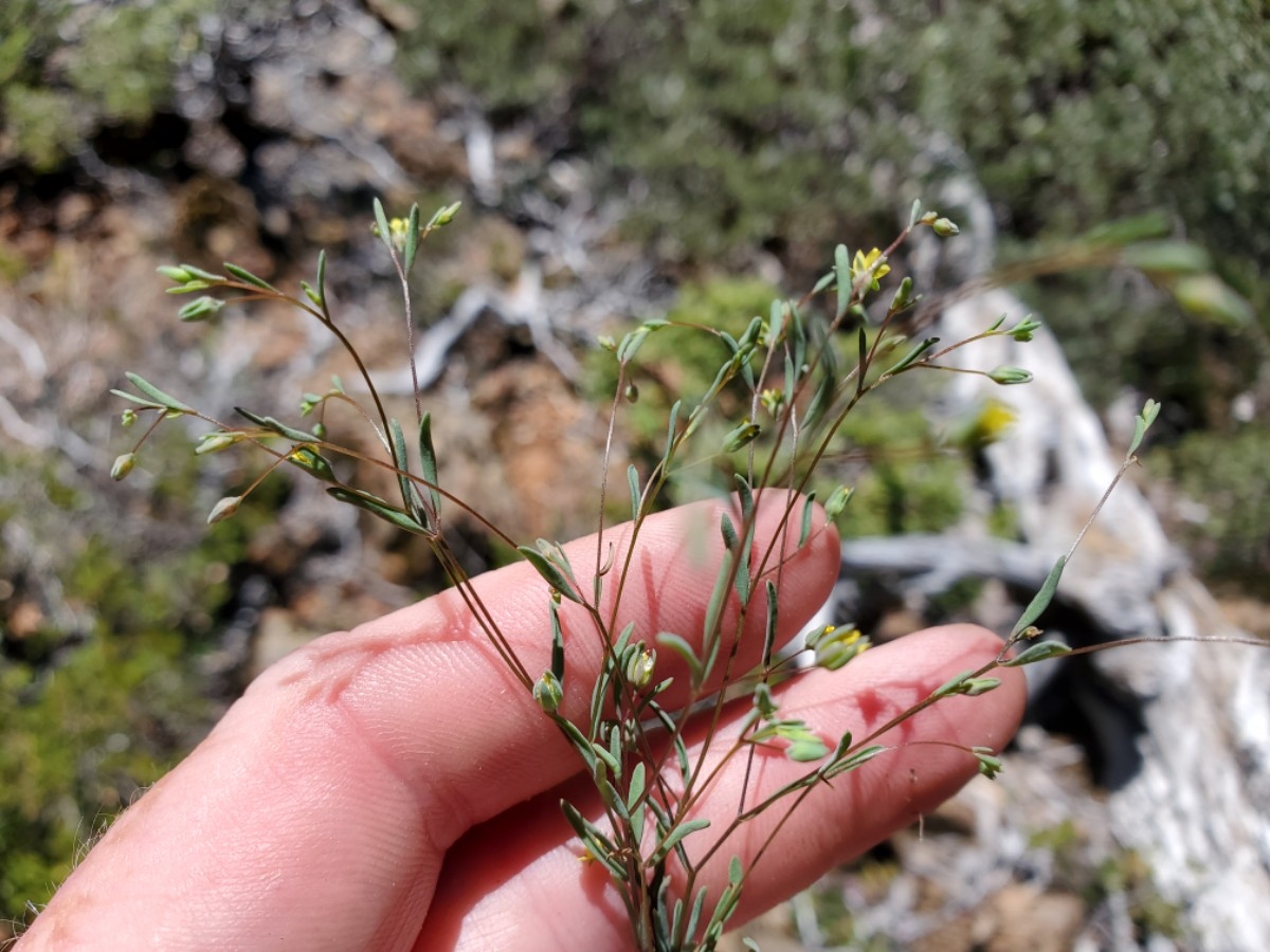 Hesperolinon clevelandii