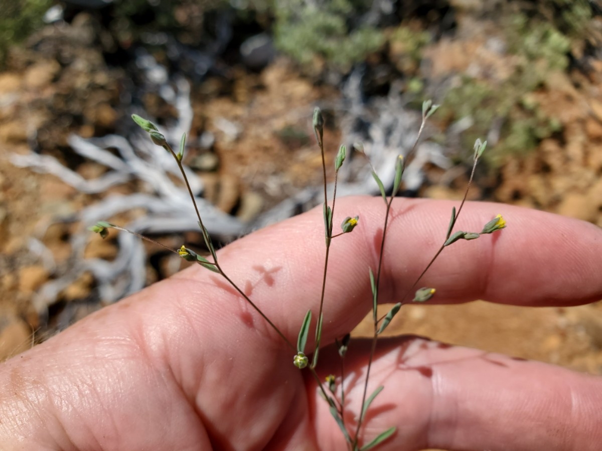 Hesperolinon clevelandii