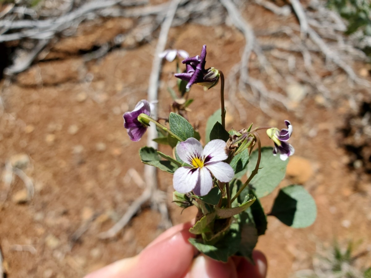Viola cuneata