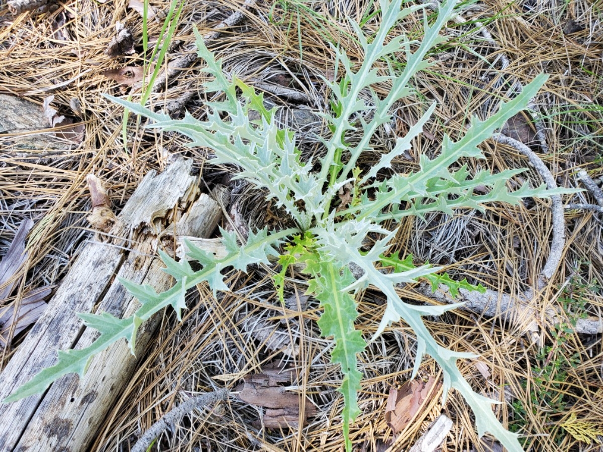 Cirsium douglasii var. breweri