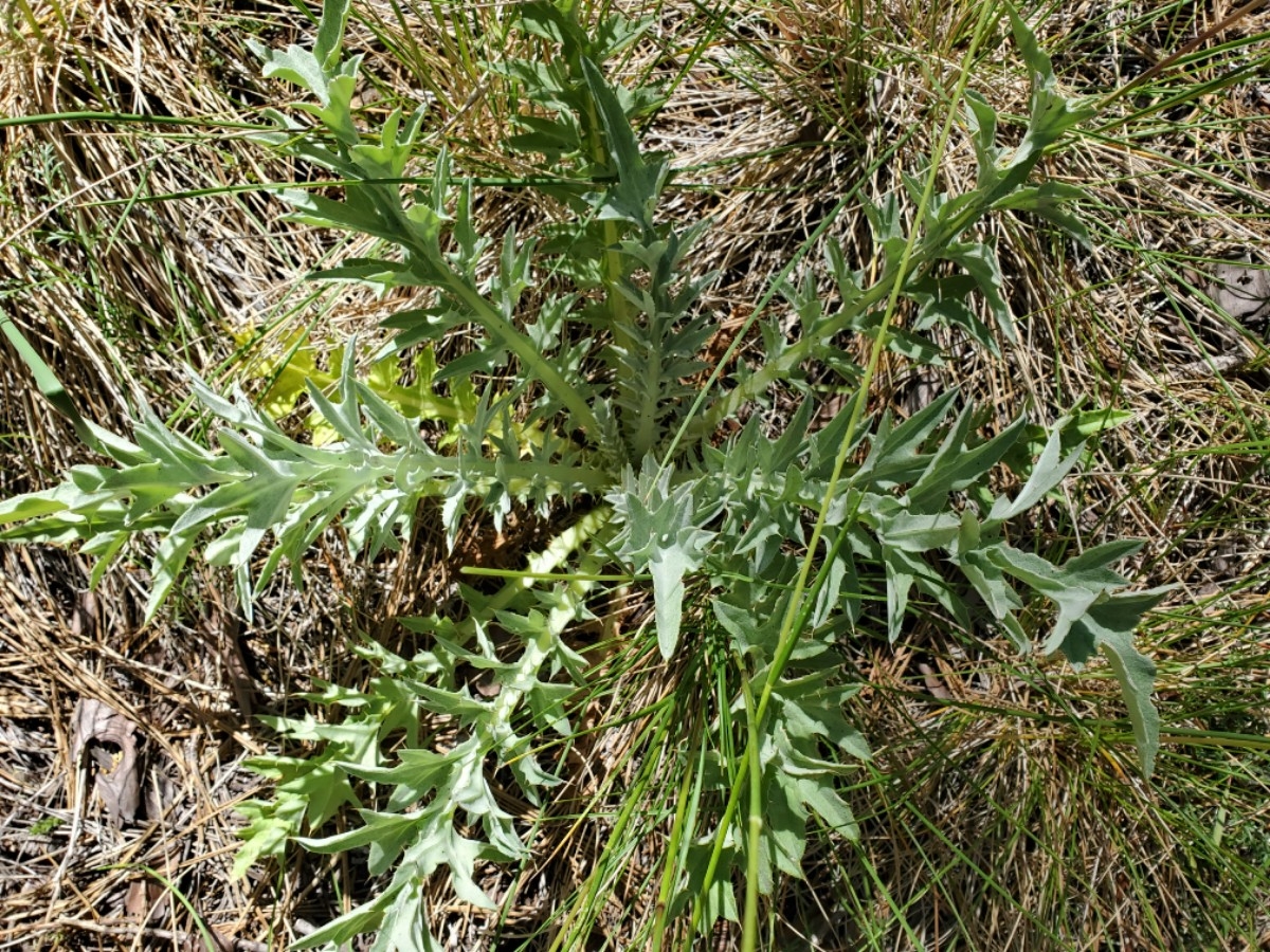 Cirsium douglasii var. breweri