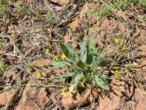 Hieracium greenei