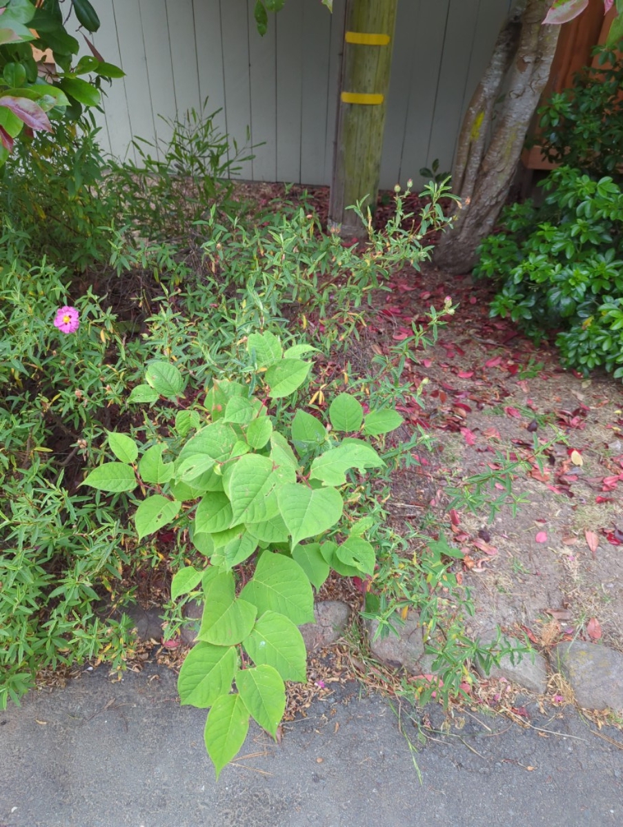 Fallopia japonica