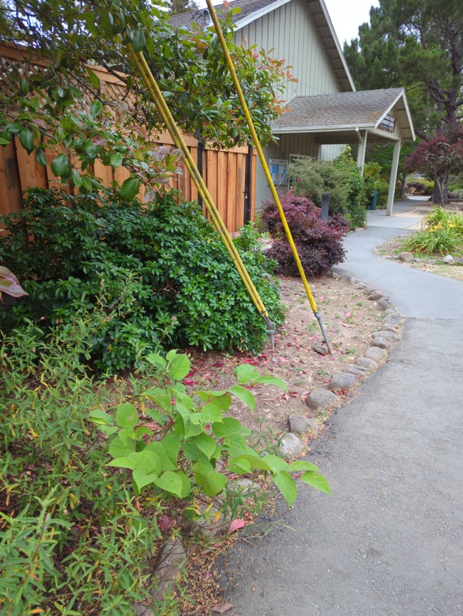 Fallopia japonica