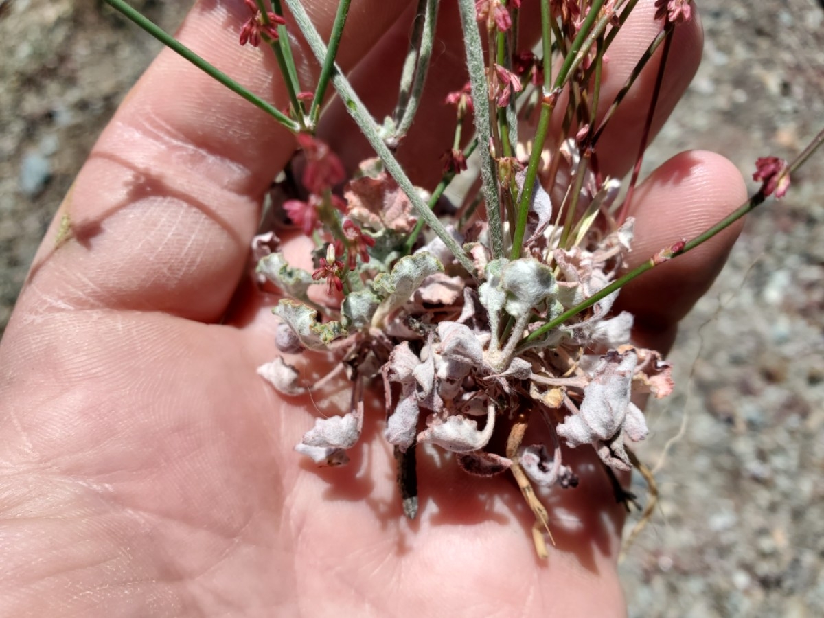 Eriogonum luteolum