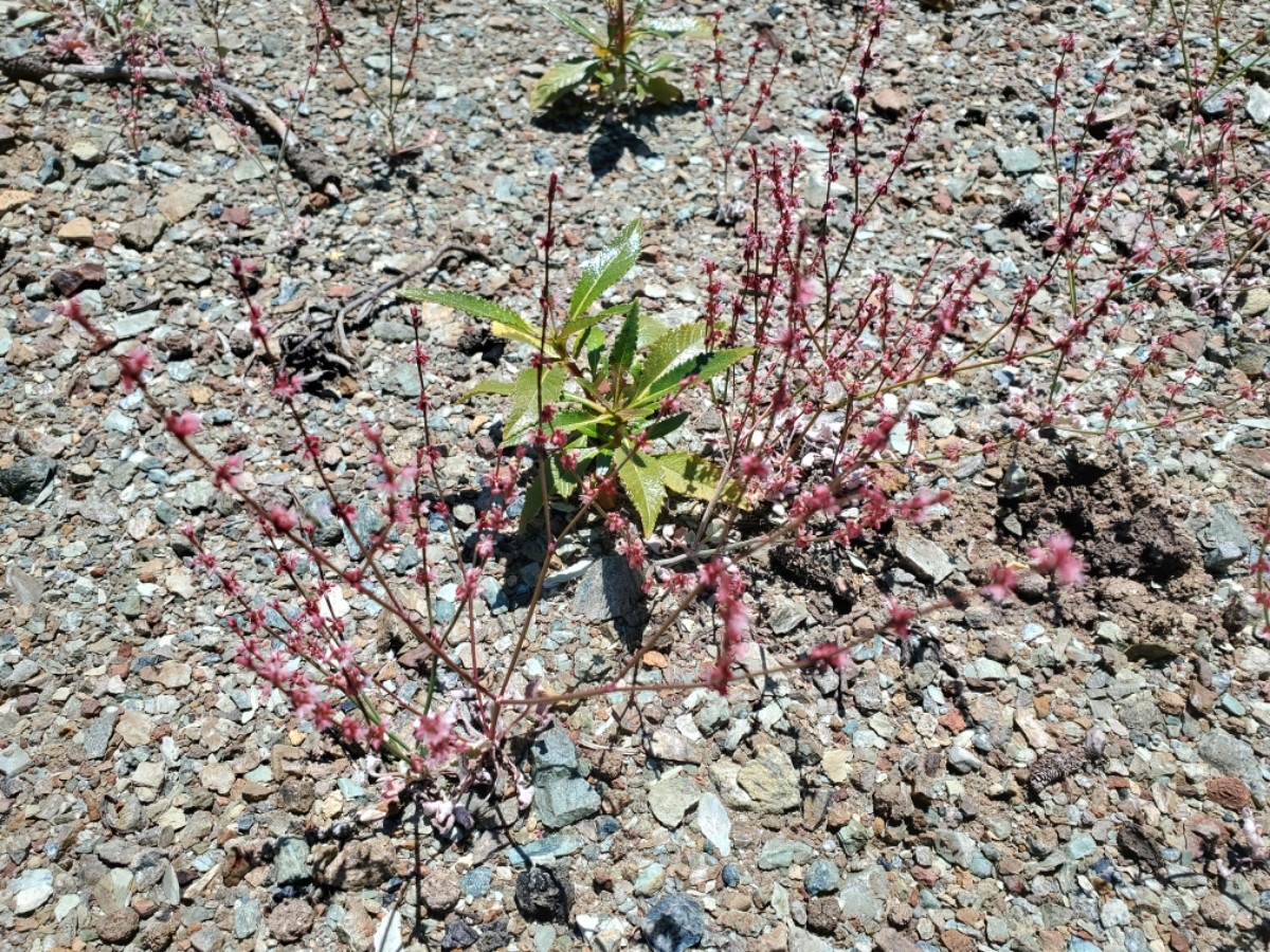 Eriogonum luteolum