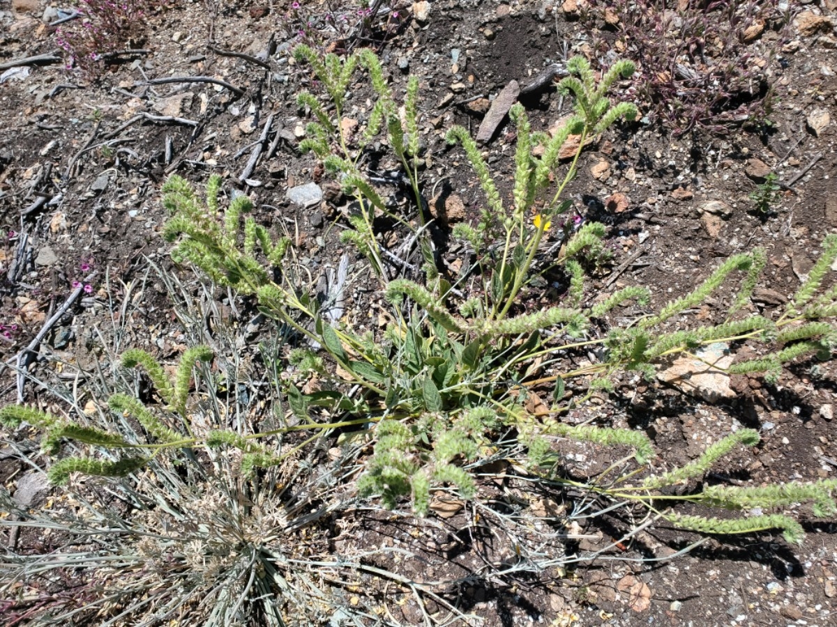 Phacelia imbricata var. imbricata