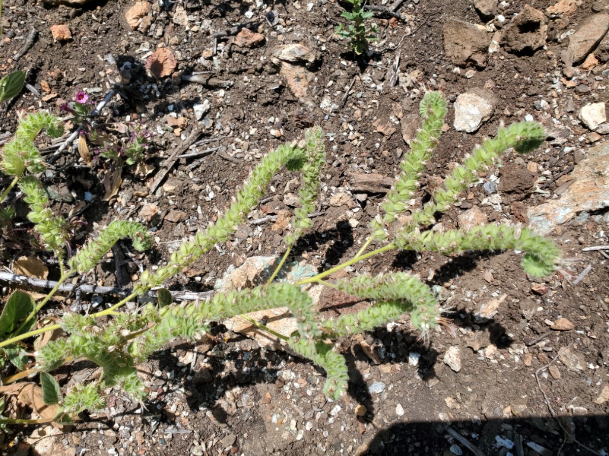 Phacelia imbricata var. imbricata