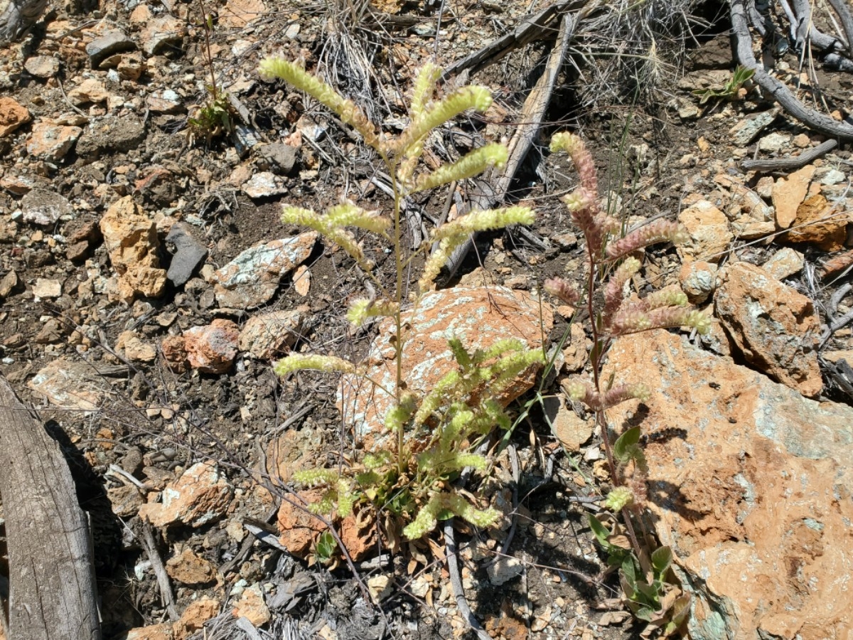 Phacelia imbricata var. imbricata