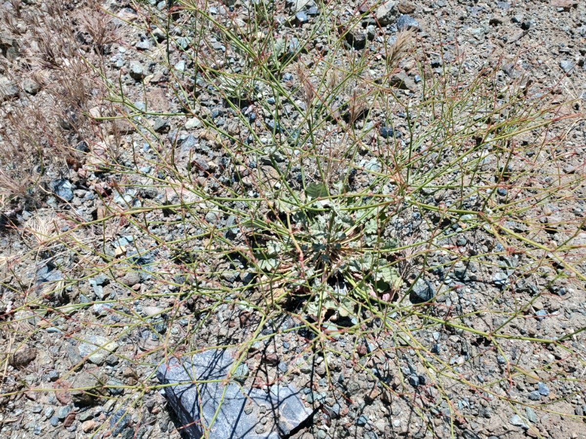 Eriogonum luteolum