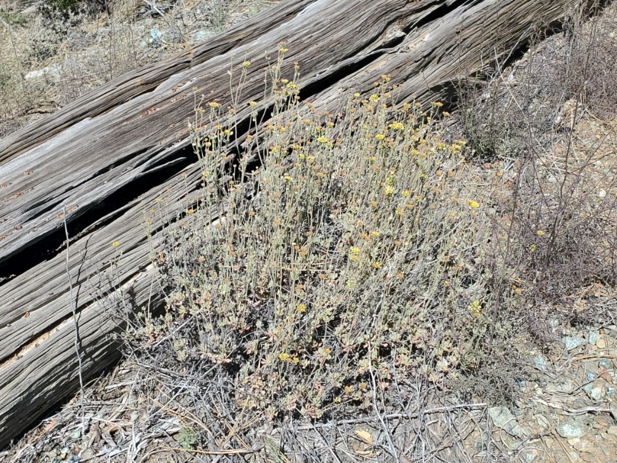 Eriogonum umbellatum var. bahiiforme