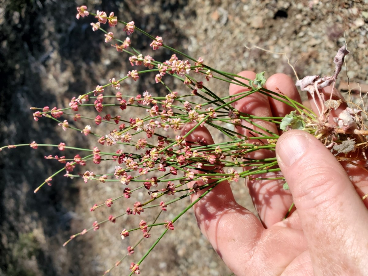 Eriogonum luteolum