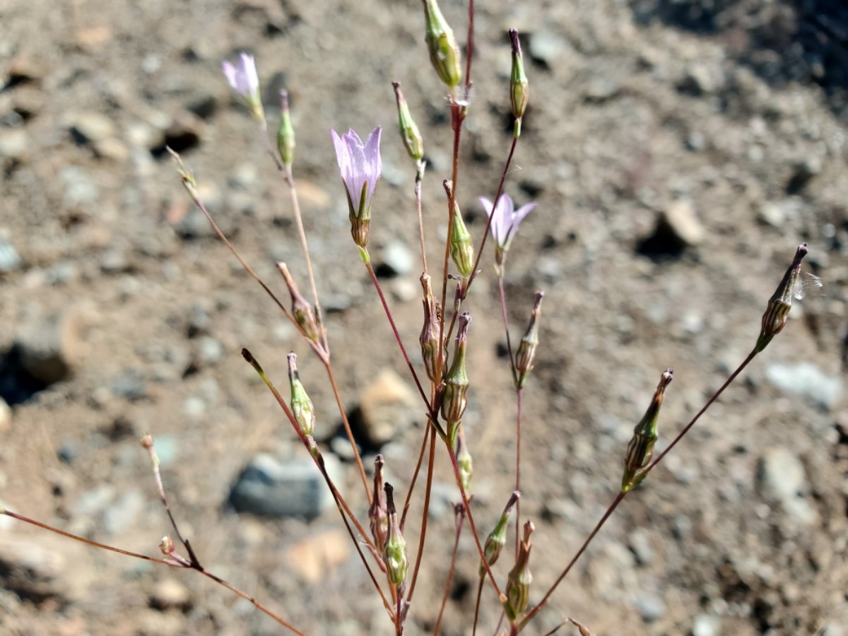 Campanula exigua