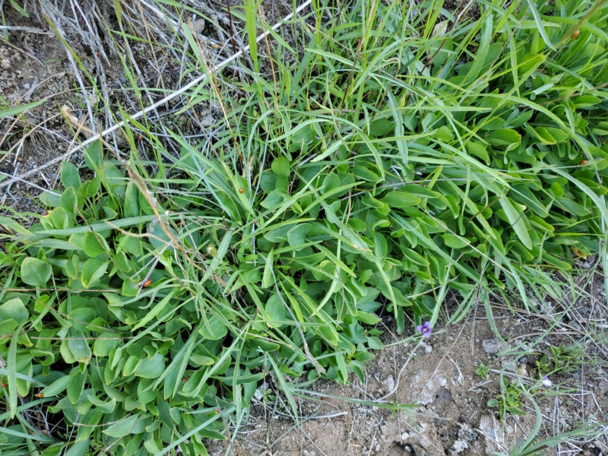 Parnassia palustris