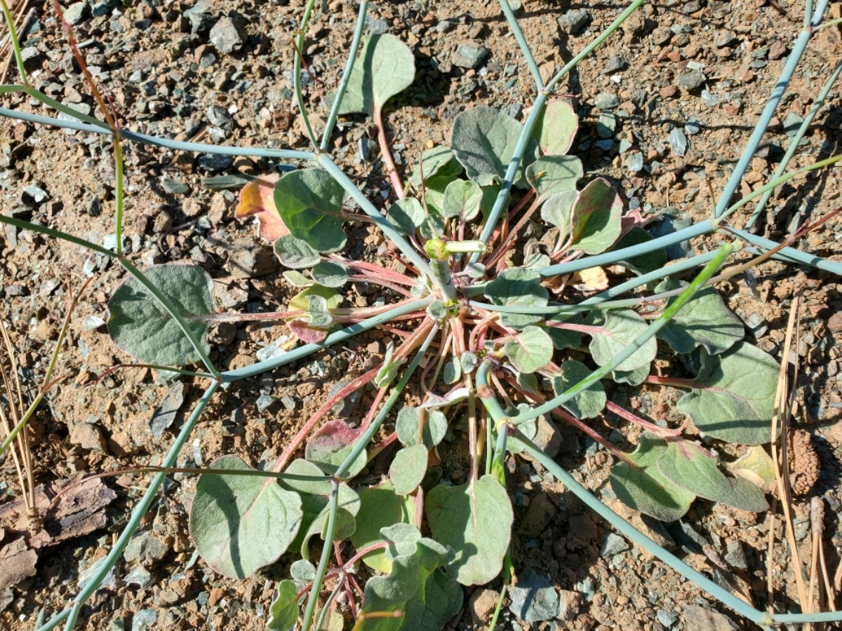 Eriogonum covilleanum