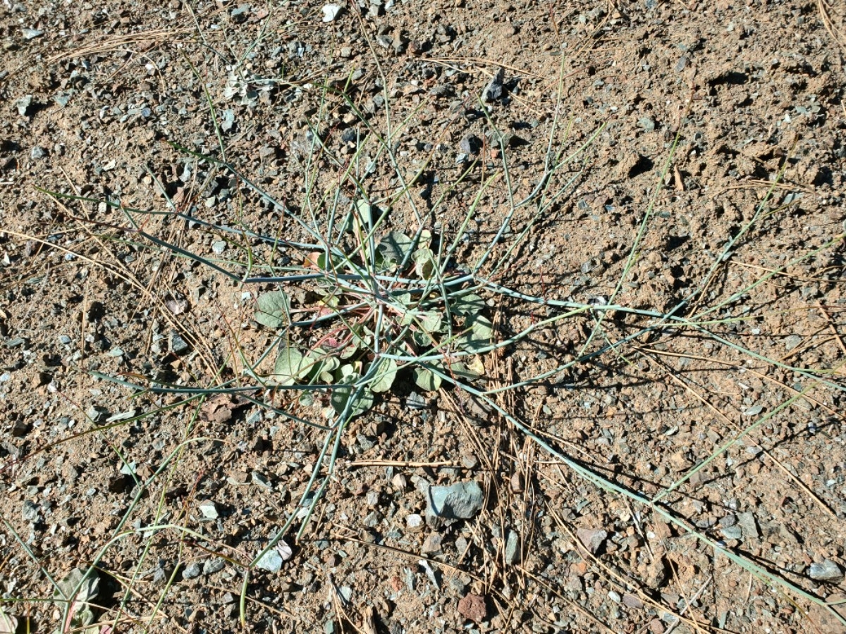 Eriogonum covilleanum