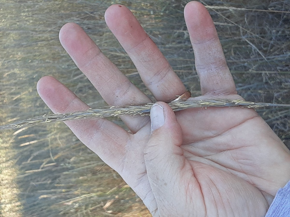 Elymus glaucus ssp. glaucus