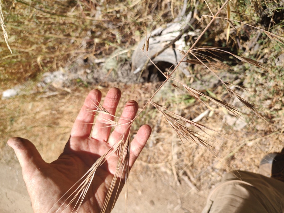 Bromus diandrus