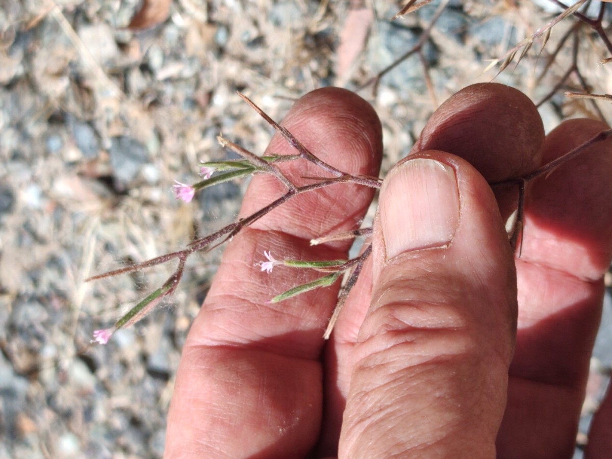 Dianthus nudiflorus