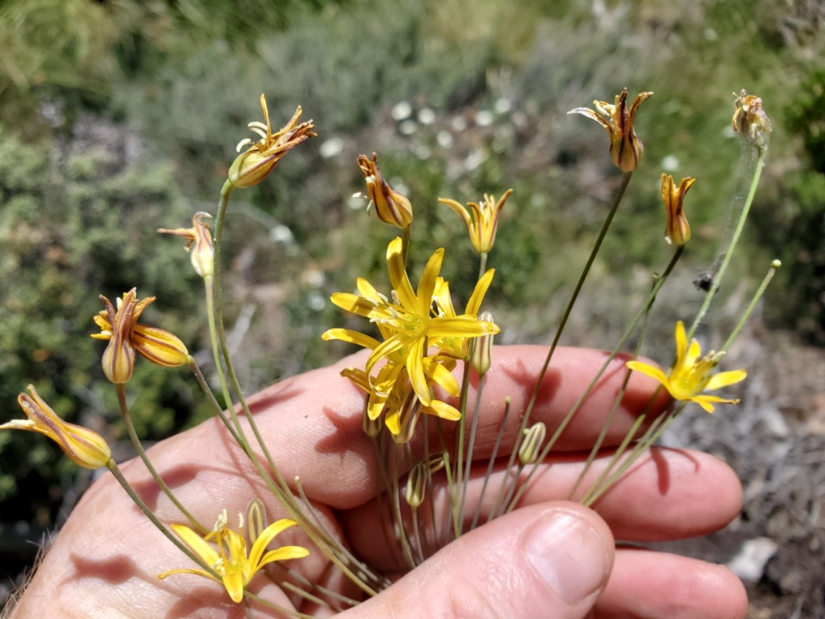 Bloomeria crocea var. crocea