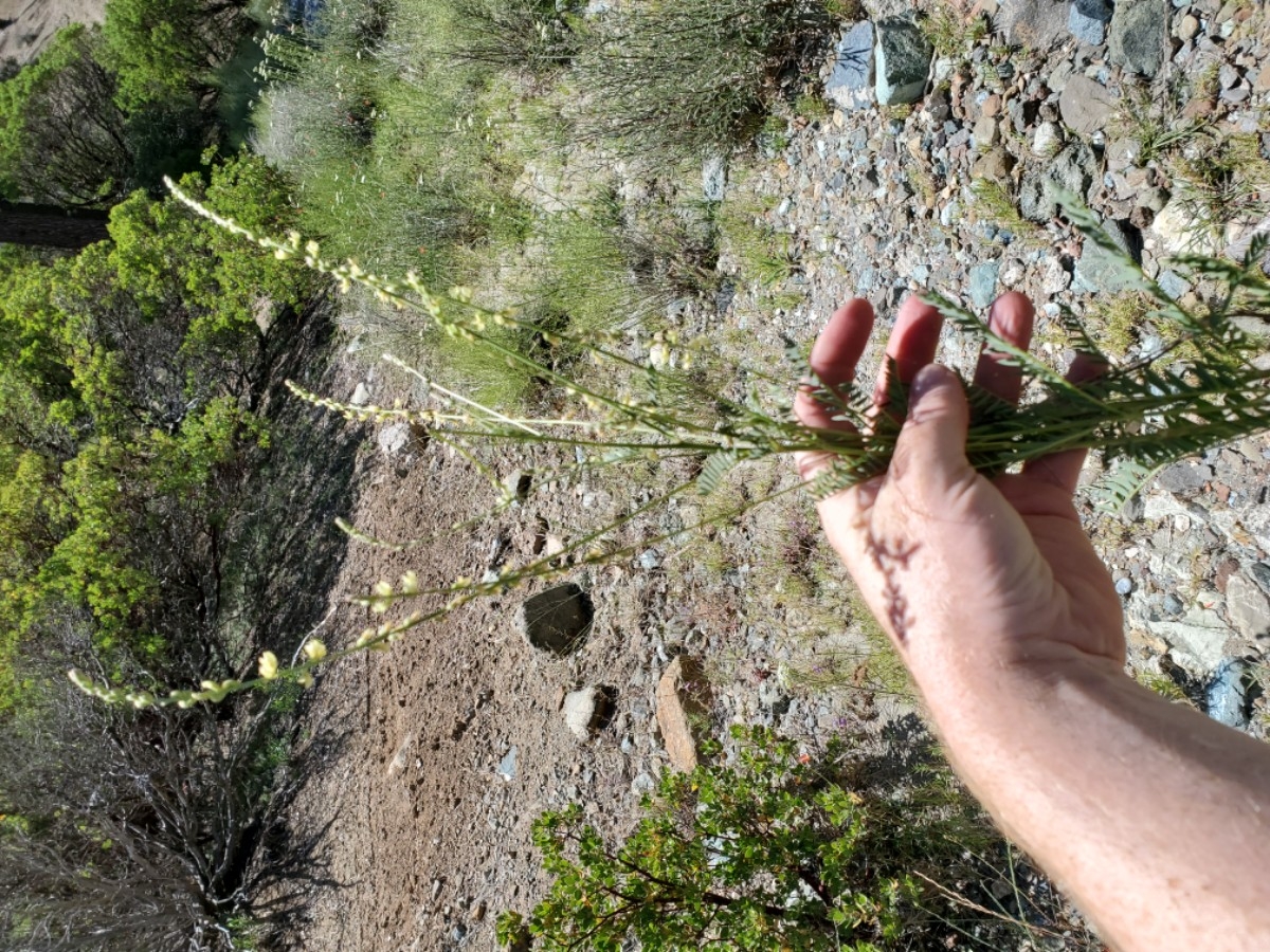 Astragalus clevelandii