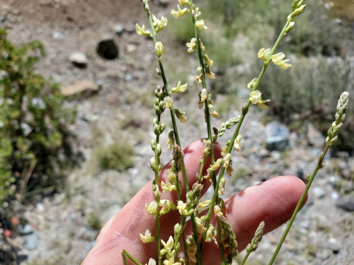 Astragalus clevelandii