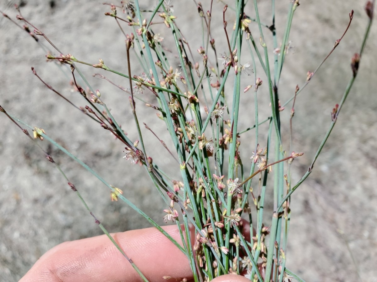 Eriogonum covilleanum