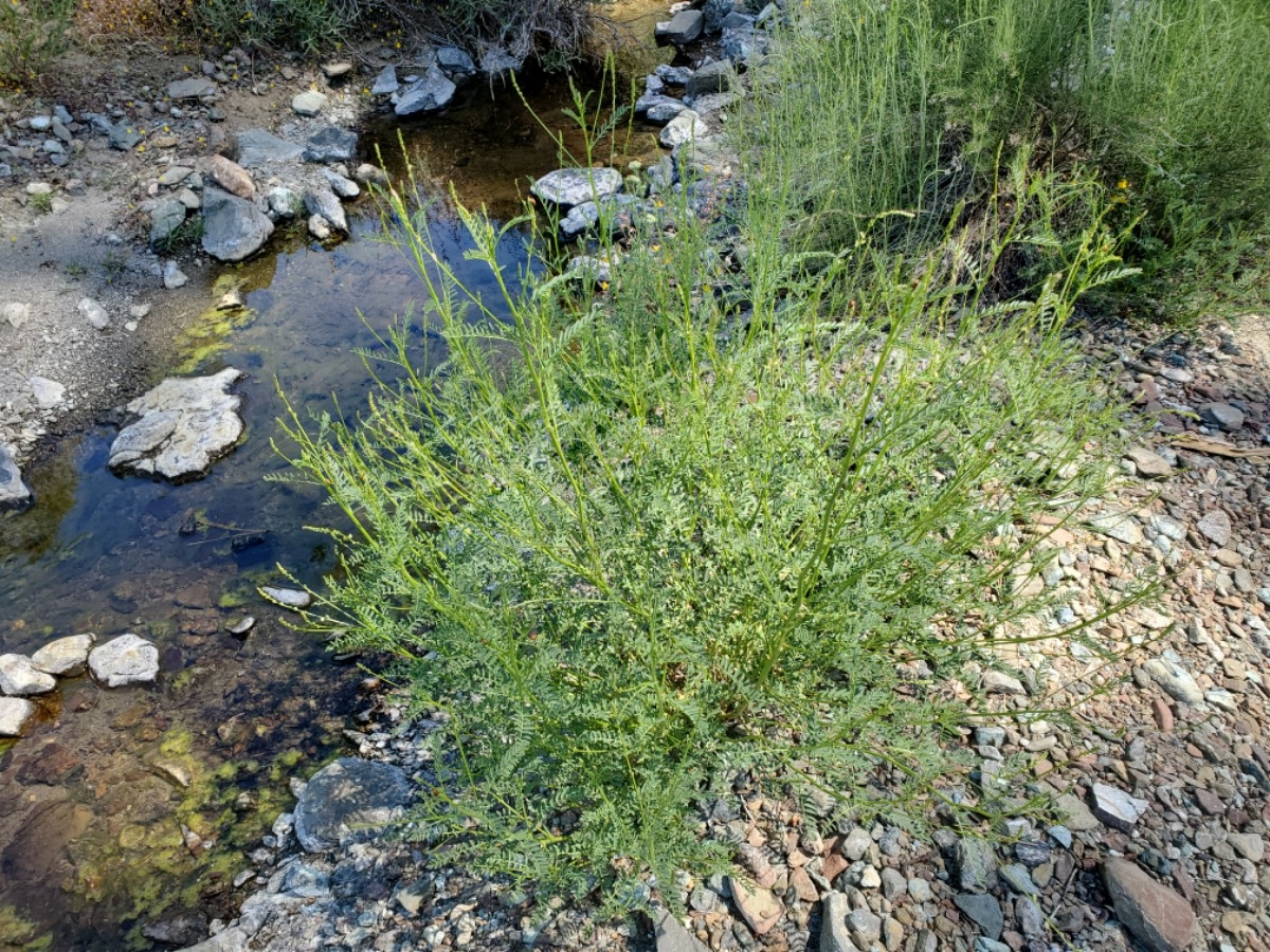 Astragalus clevelandii