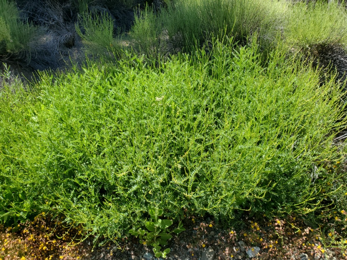 Astragalus clevelandii