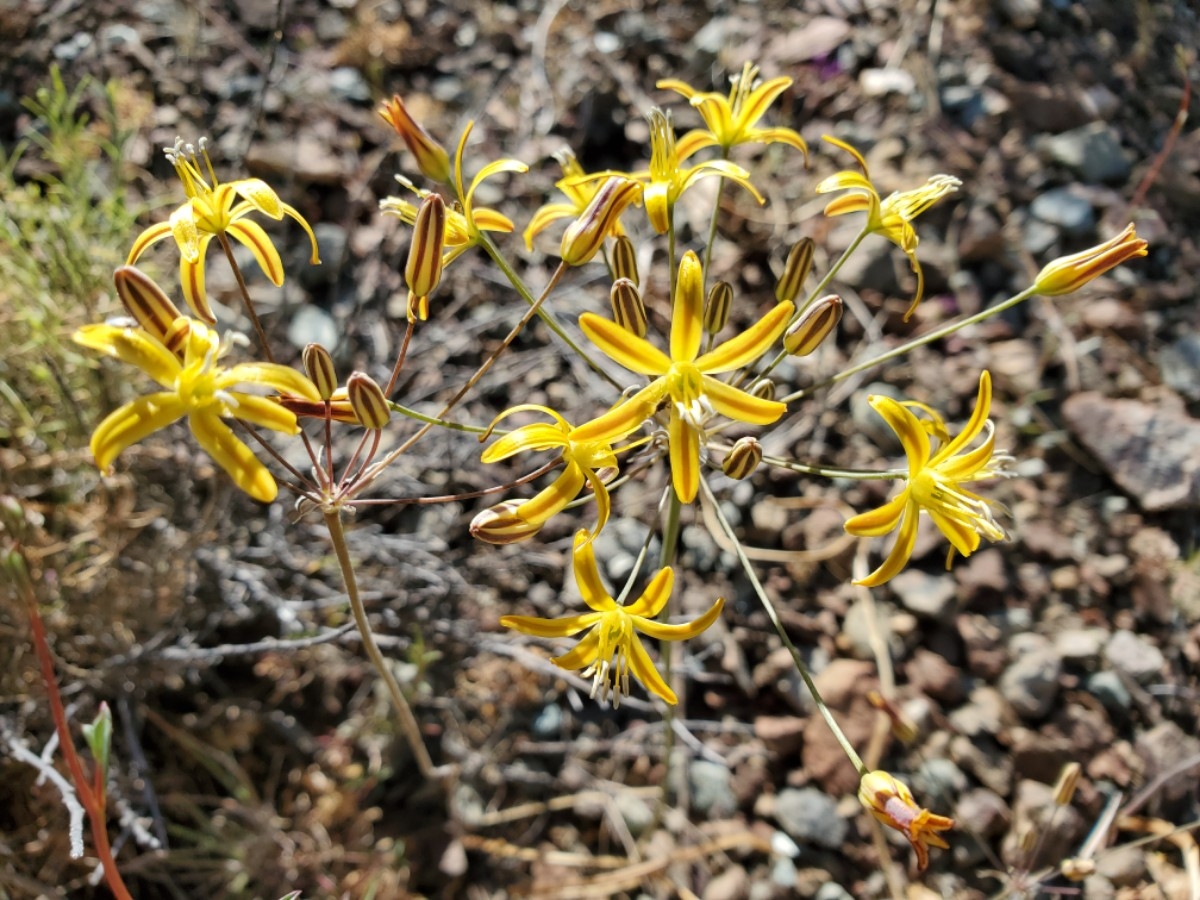 Bloomeria crocea var. crocea