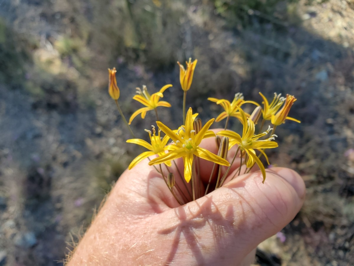 Bloomeria crocea var. crocea